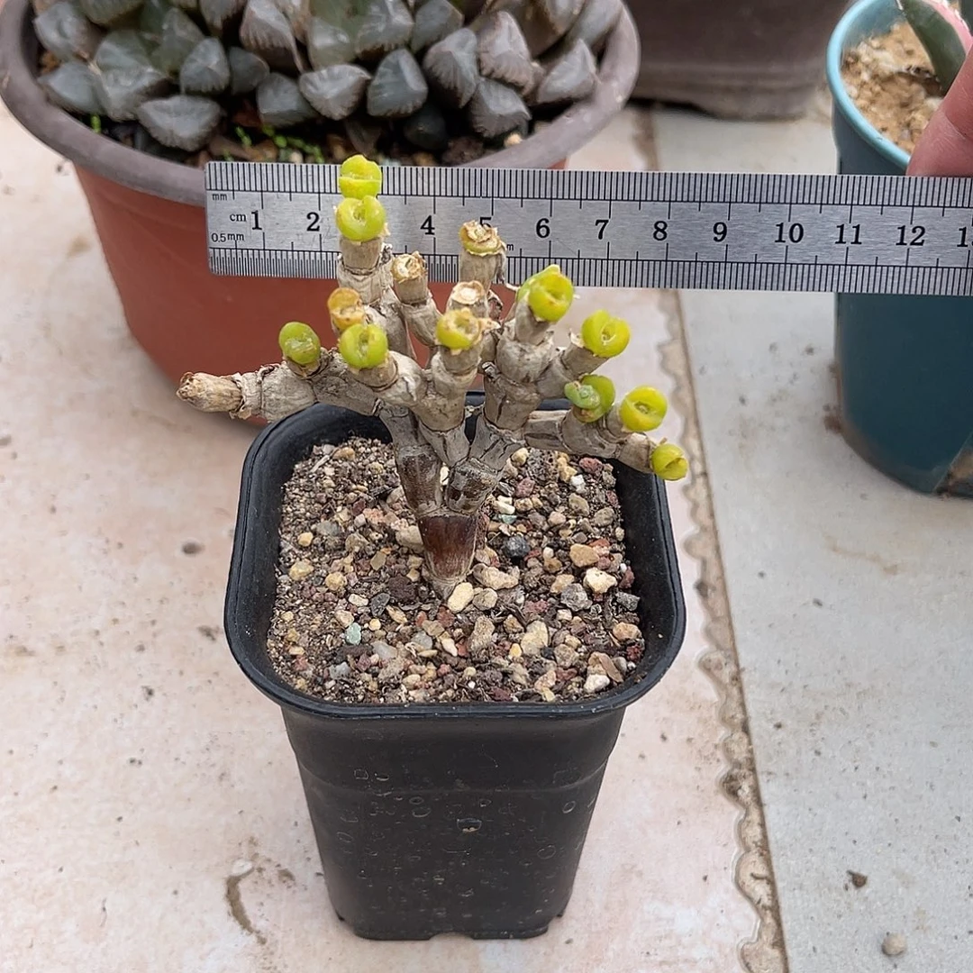 实生兔斯基一物一拍下单包邮