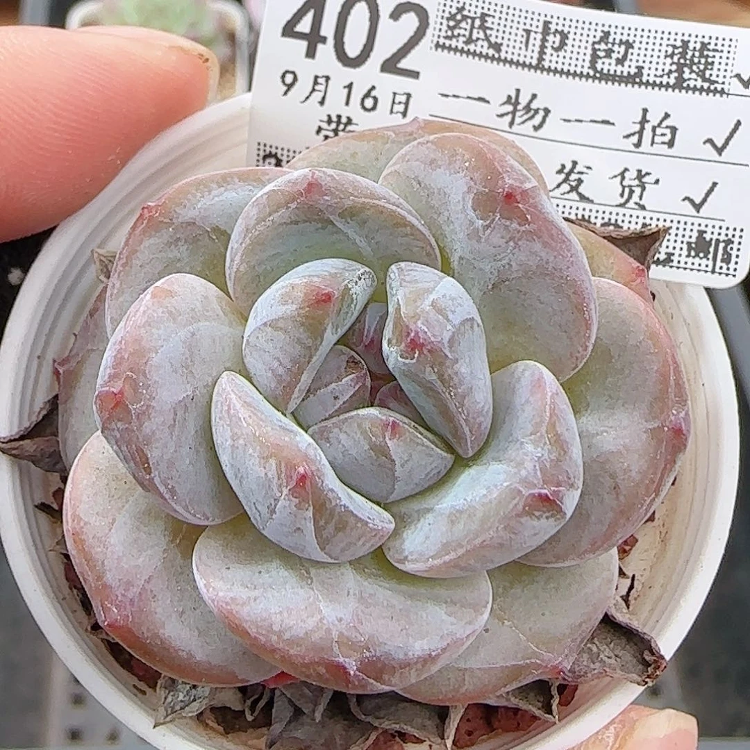 多肉0916-402石榴籽星影