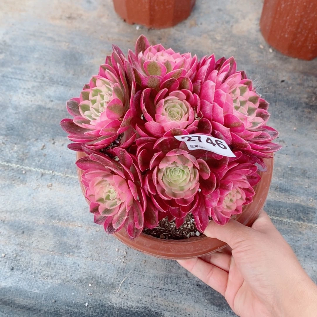 小荔枝2746多肉1111