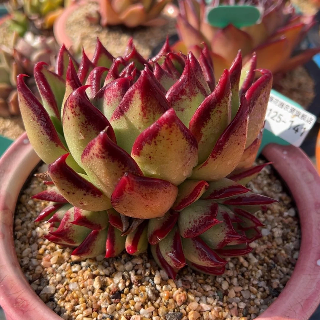 从前慢多肉精选编号0125.141