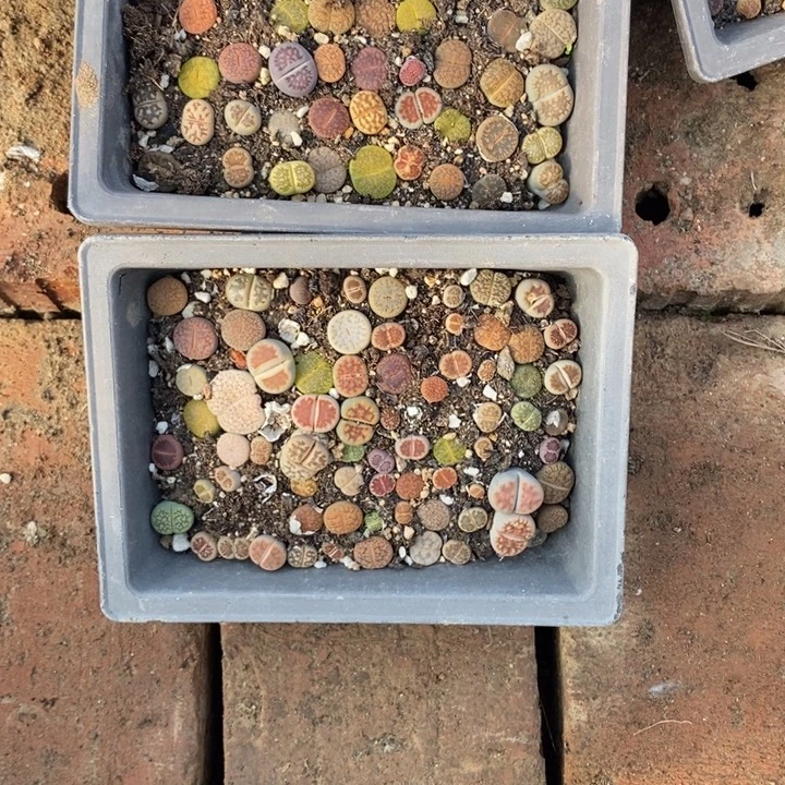 白***盗生石花等植物的生长290