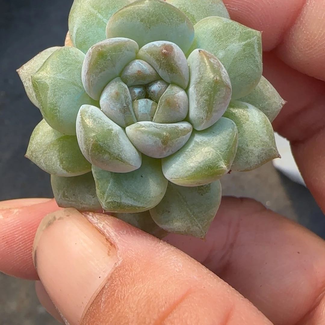 小卡拉米糖心一物一拍