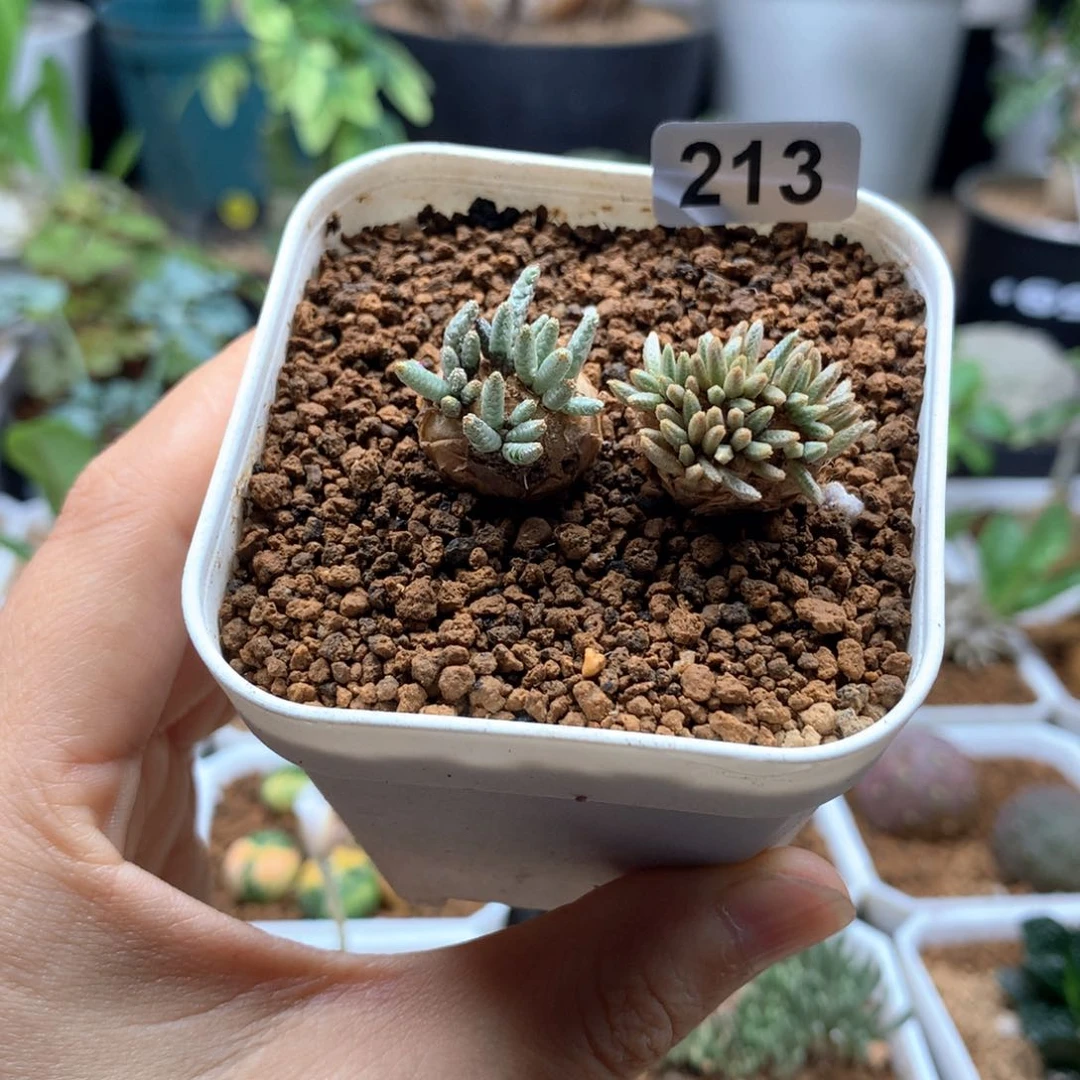 红花韧锦带盆2了多肉