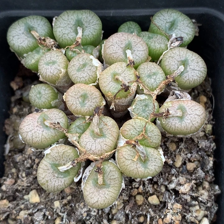 精品多肉植物精品多肉植物