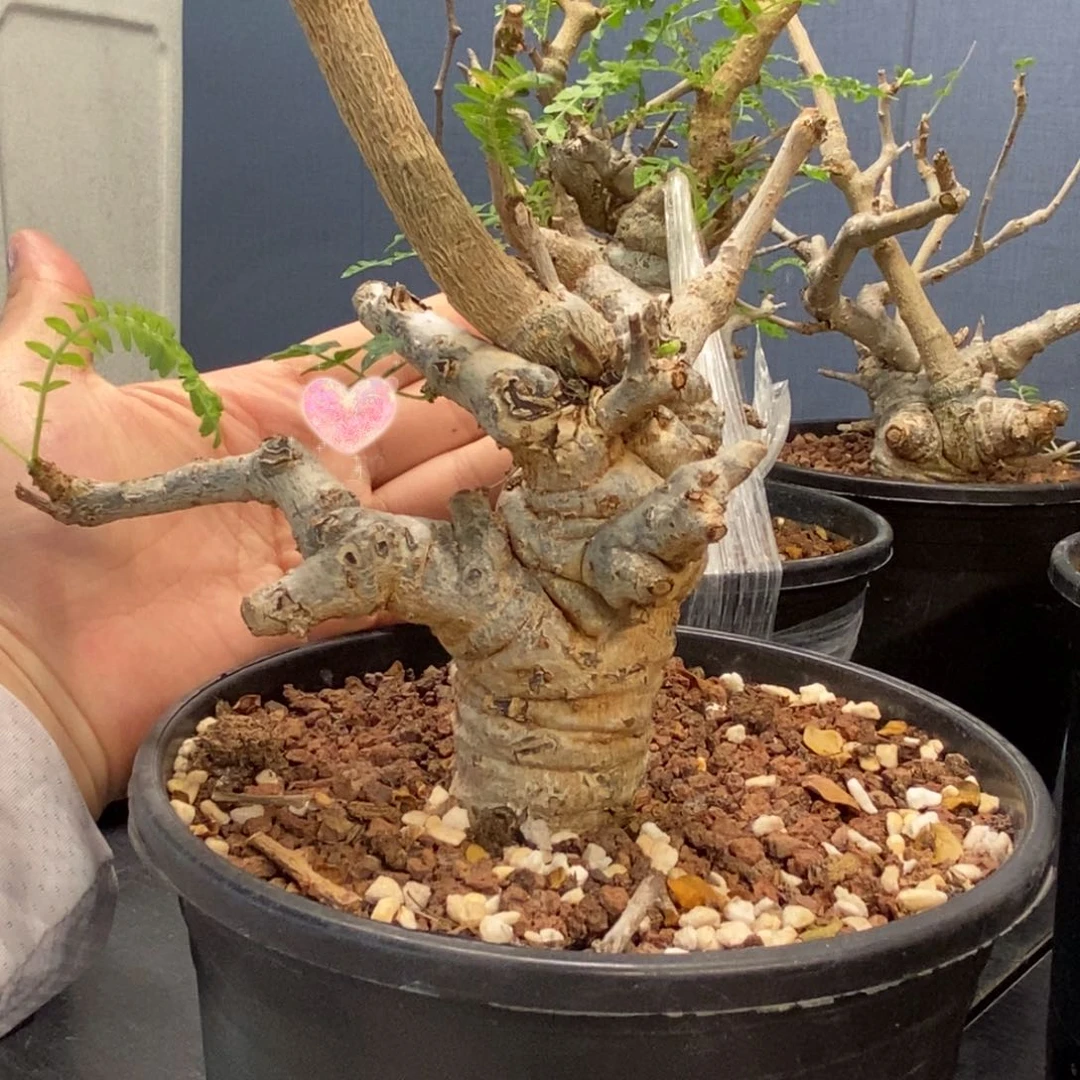 尼勒达乳香产地熟桩