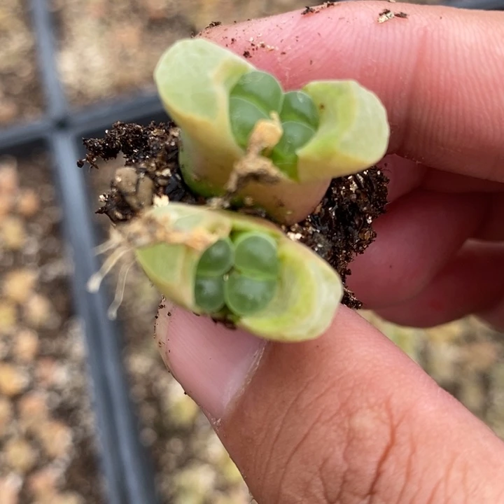 1992一颗一颗一颗