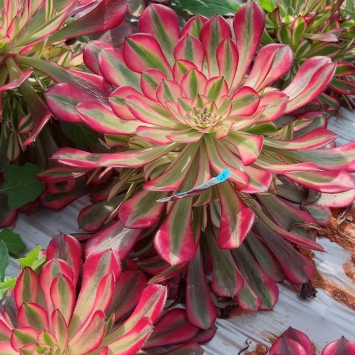 红铜白3292多肉植物