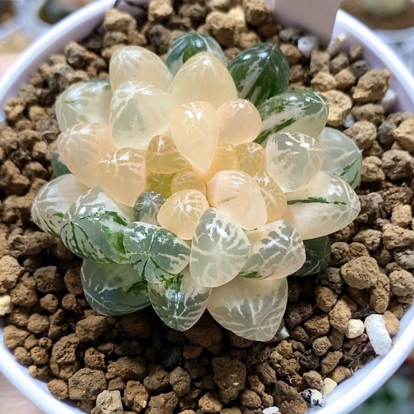 【闪购商品】40塑料皮