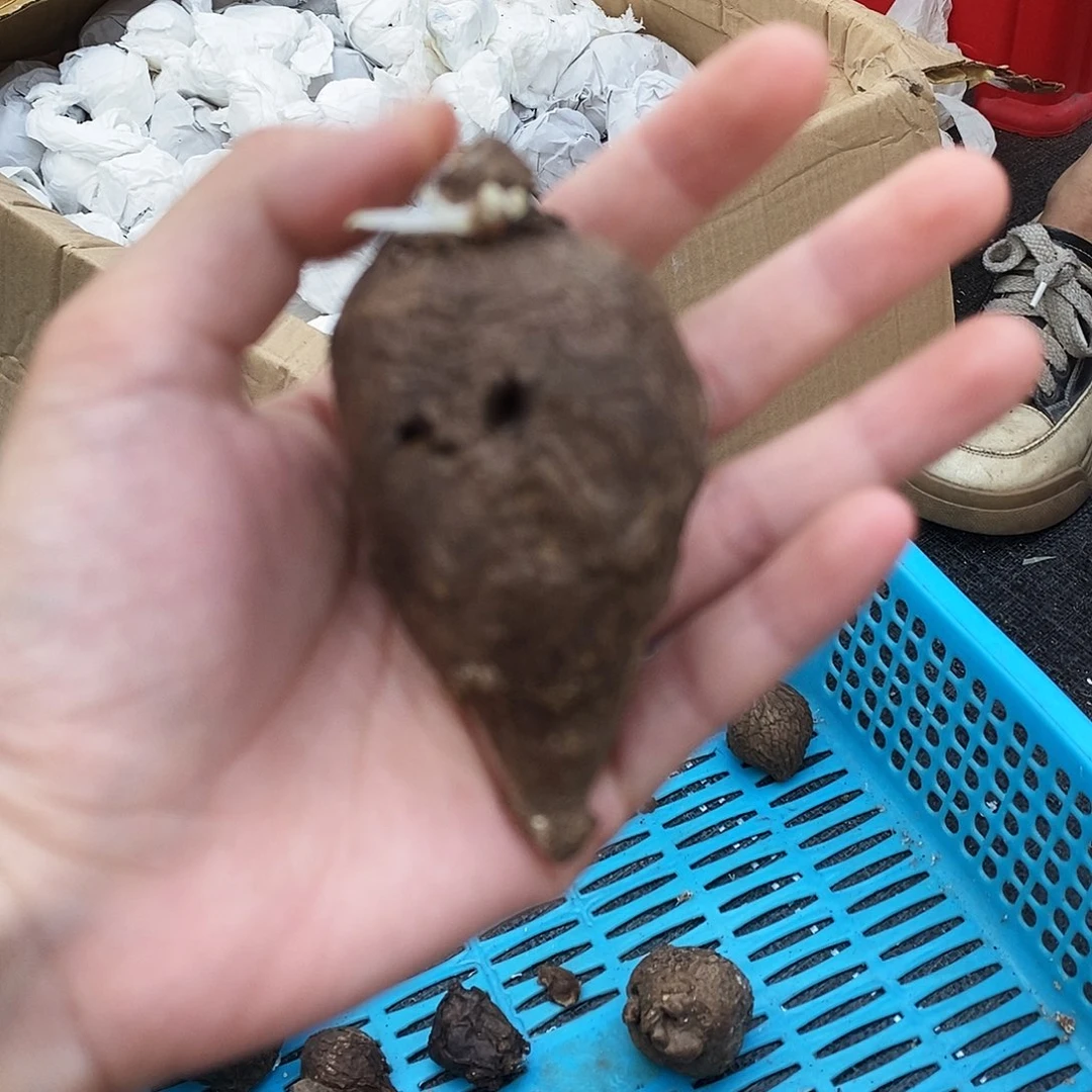 一诺瓦叶龟已发芽220
