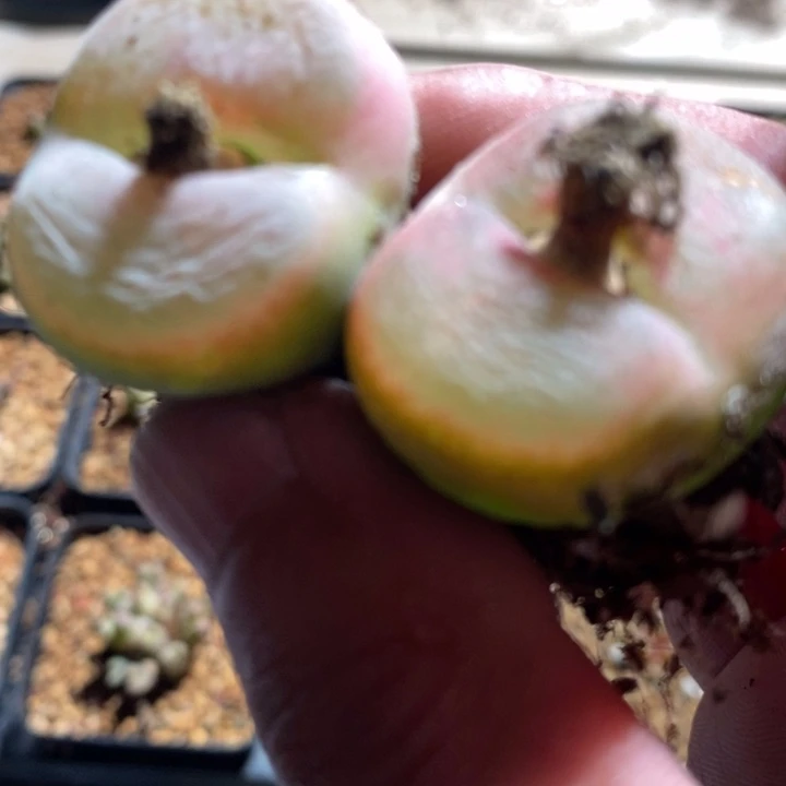 17231一组一组一组