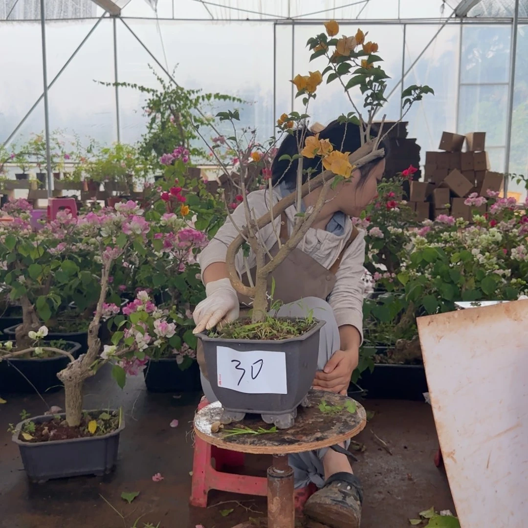 大部分花苞少量开放柠檬黄 30