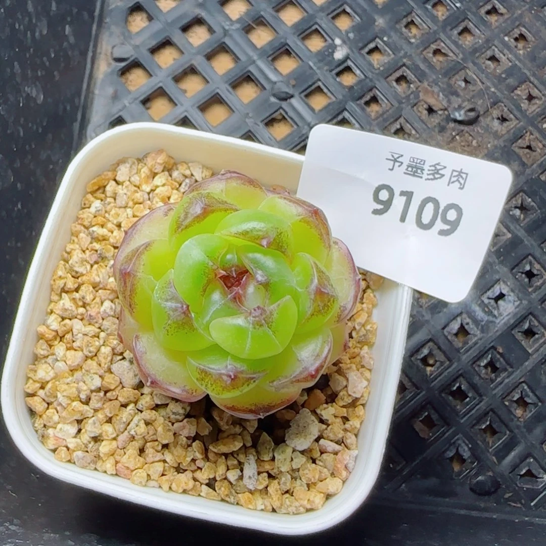 幽灵公主，9109多肉植物