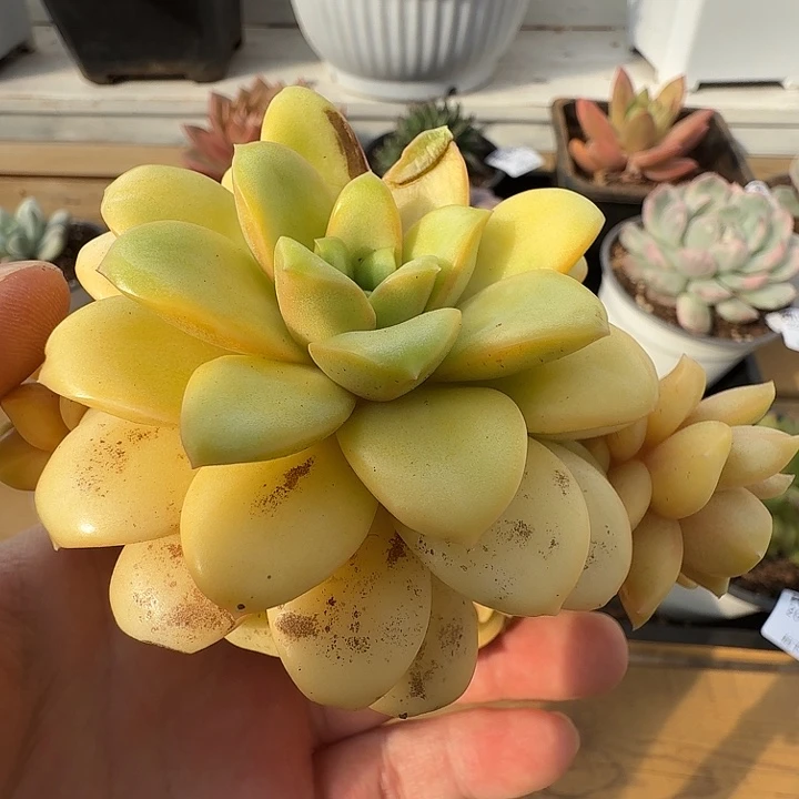 葡萄111111128-117