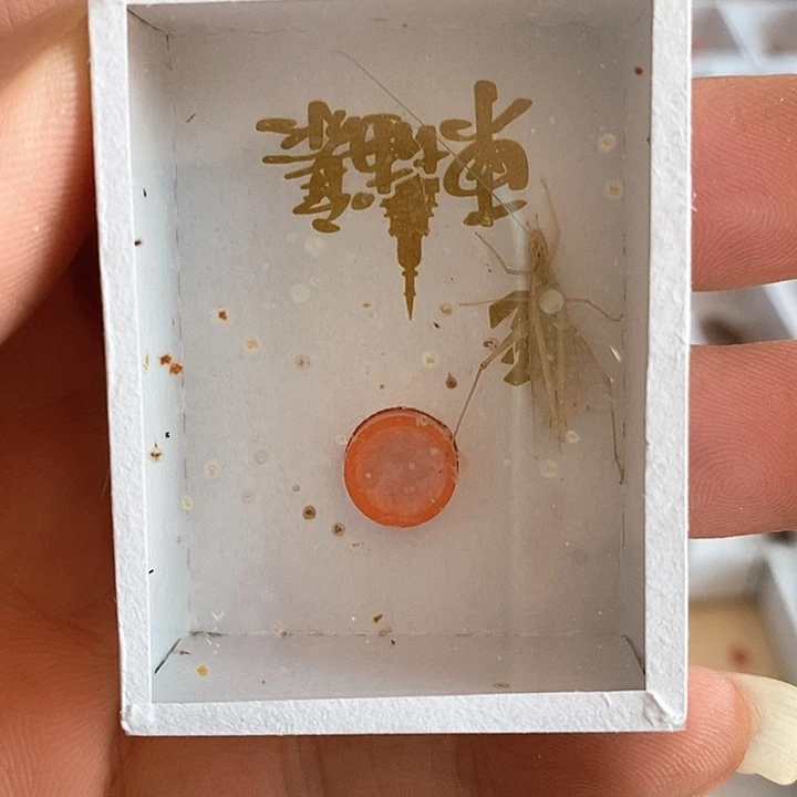 和**尘柬埔寨一个 发顺丰