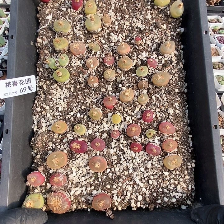 桃喜花园0203-69毛