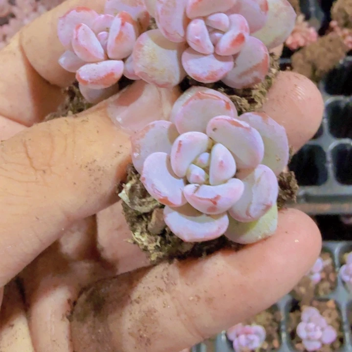 韩版奶茶五课一组