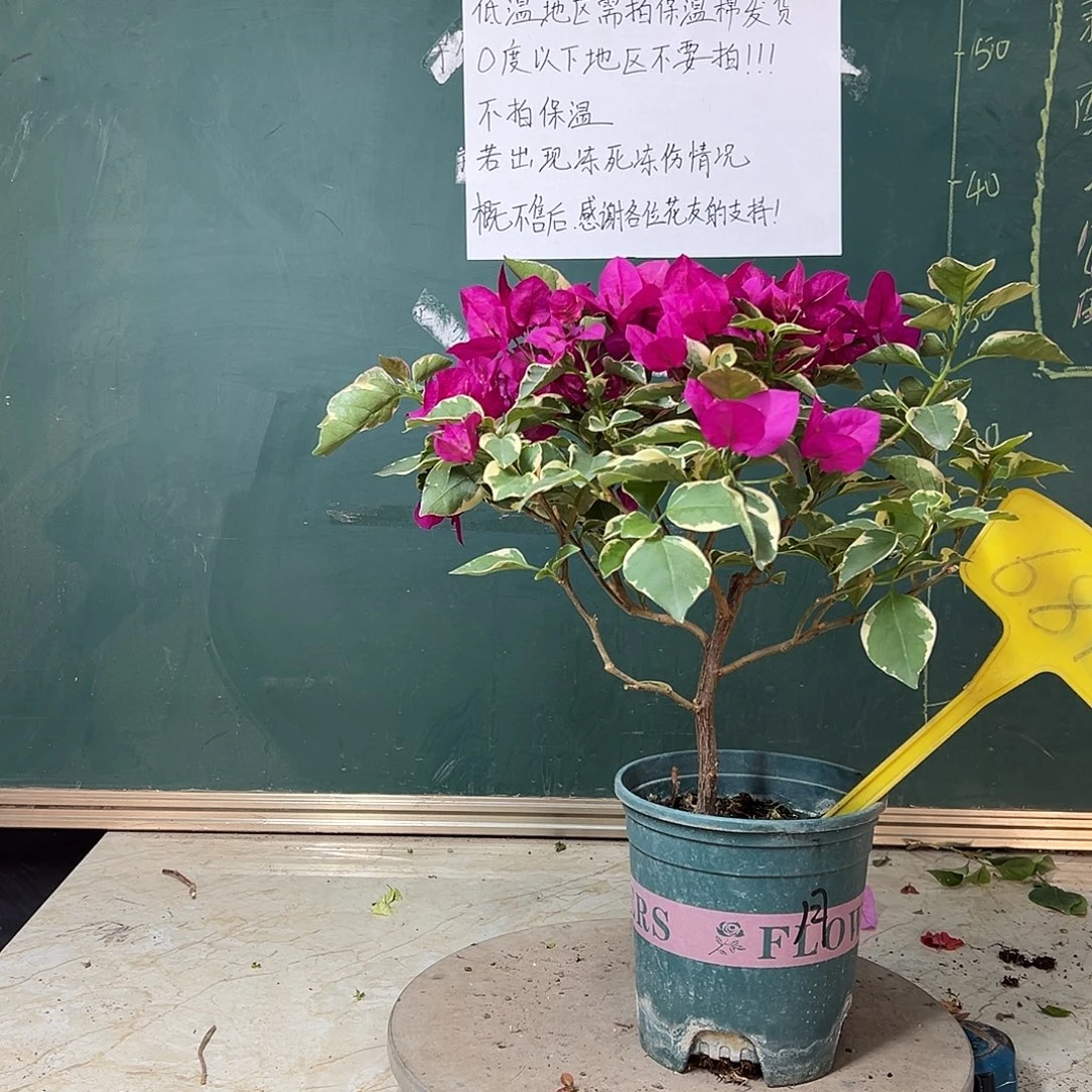 完全开放蓝月亮 681