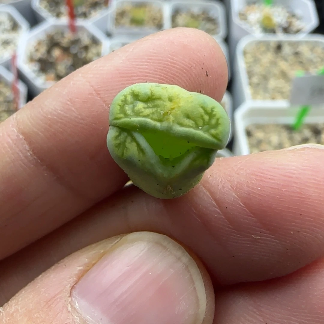 338绿菊怪清框福利30包邮