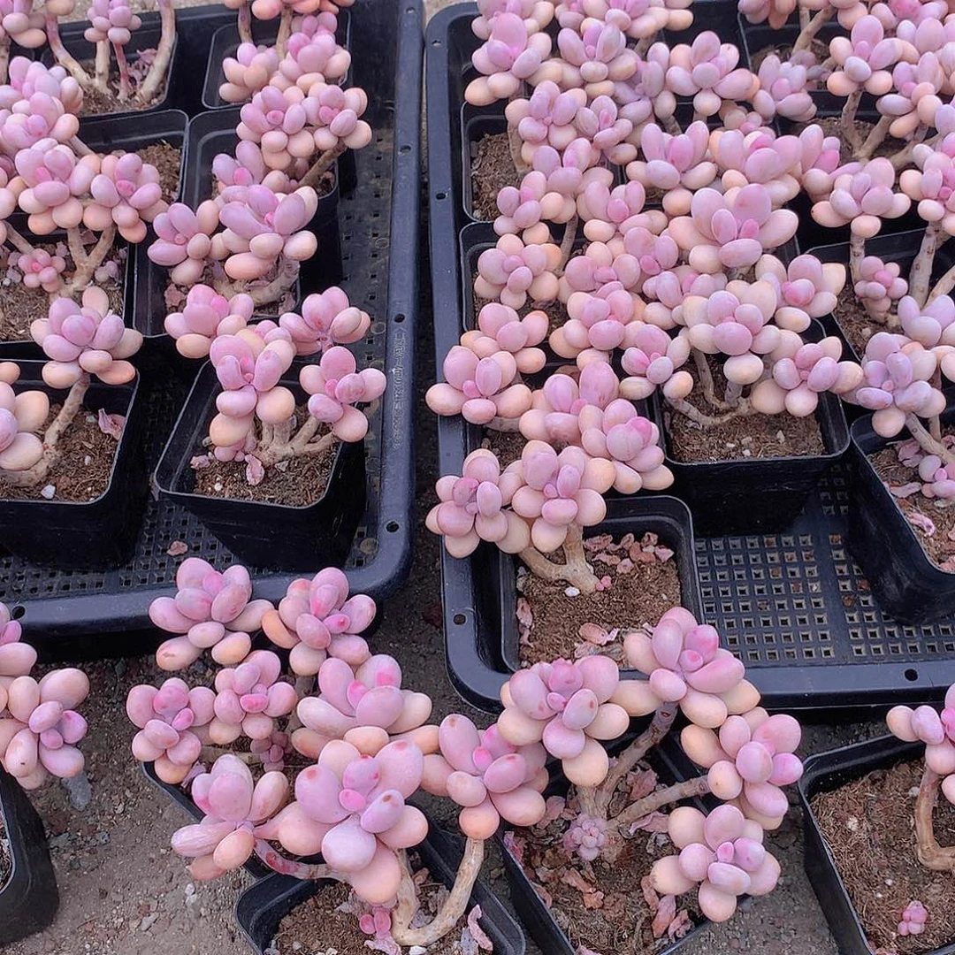 两颗桃蛋235667789999