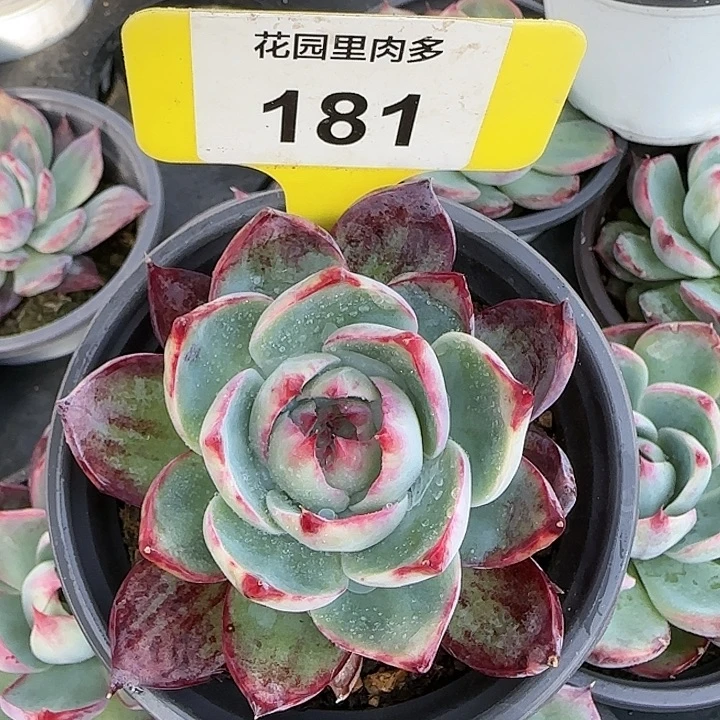 181 惊鸿仙子多肉植物6-9cm