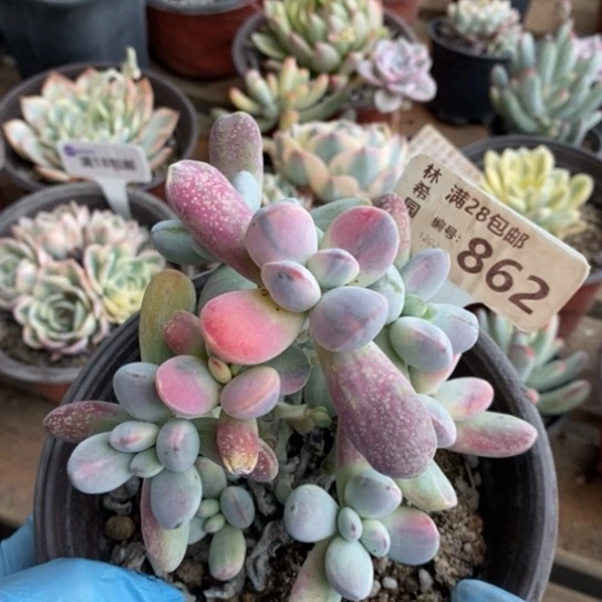 862一一一一一一一一一