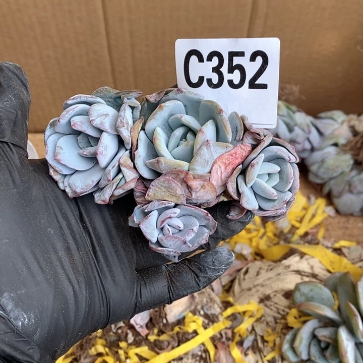 352奶茶呀呀呀呀呀吗