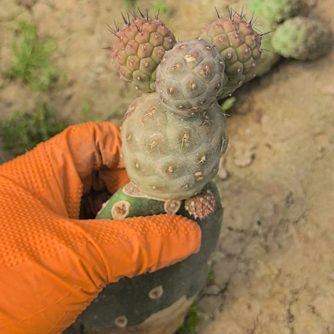 旅*男习志野仙人球直播