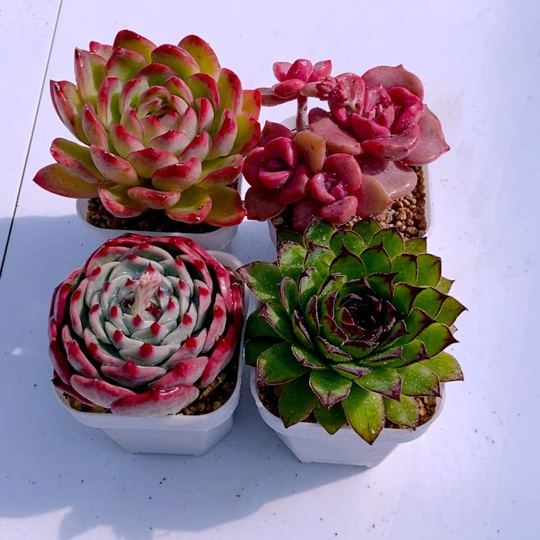 多肉植物水蜜桃观音莲樱桃彩虹糖送盆土32