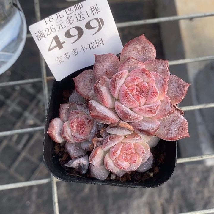 三头琥珀群一物一拍满18包邮满26送一颗多肉