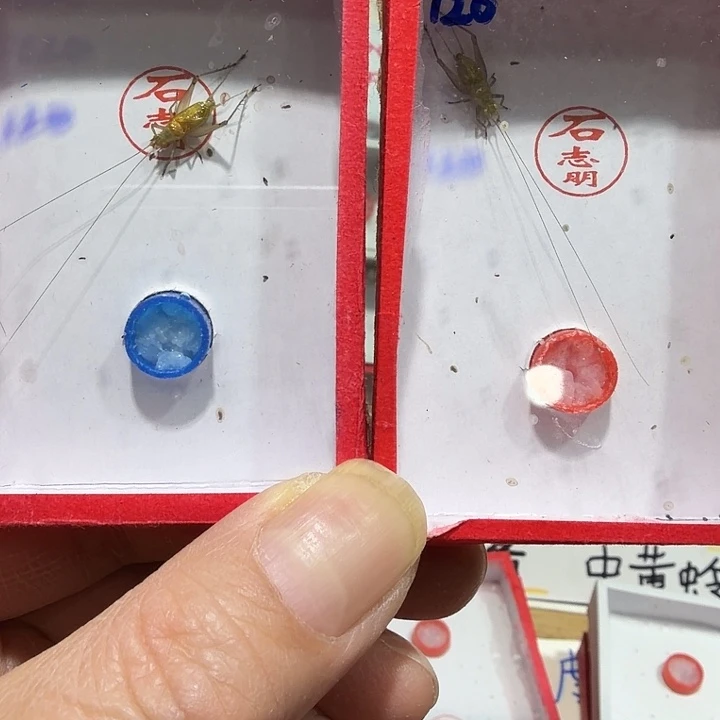 一***然蟋蟀石老师冬黄蛉两条
