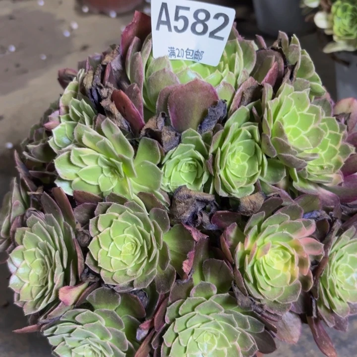 瑞妈多肉园艺。 582