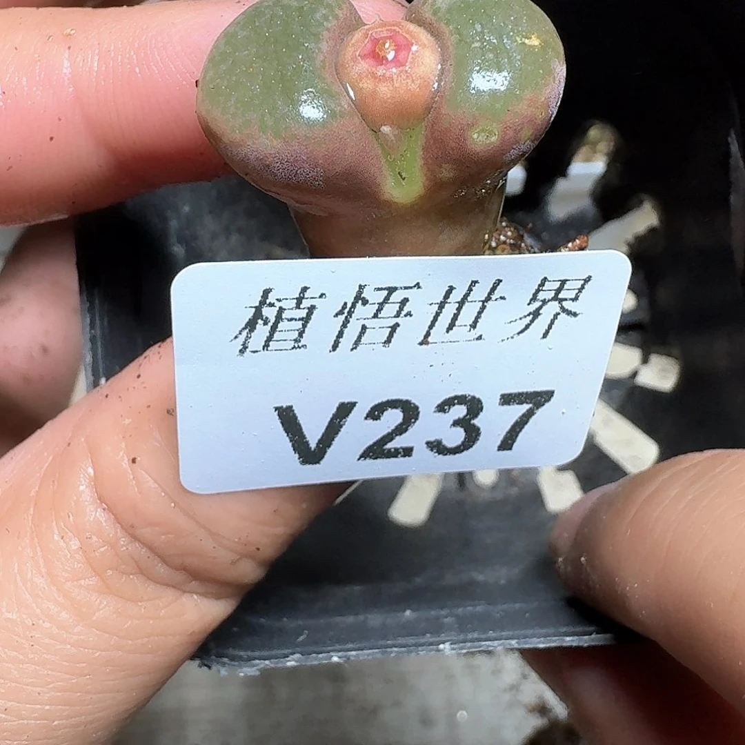 237盒多肉植物哇d v