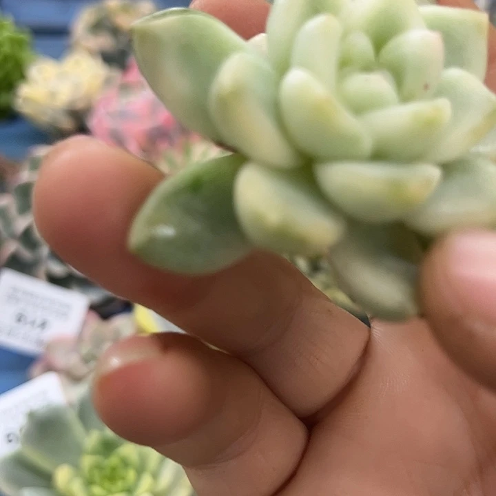 一***酒423冰月亮锦炸多肉植物