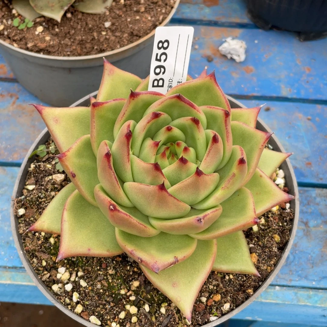 无花朵若如东云单拍B958