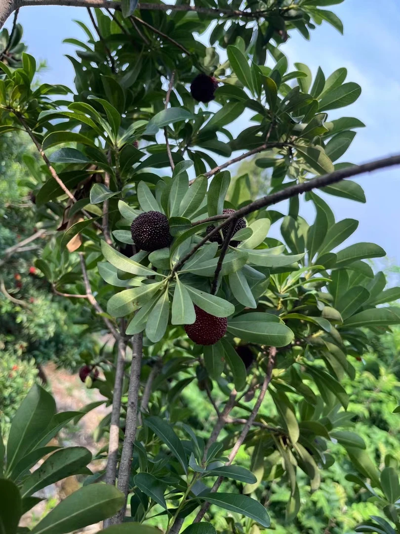 【精品杨梅140颗 | 顺丰冷链 | 当天采摘】慈溪露天荸荠杨梅多汁