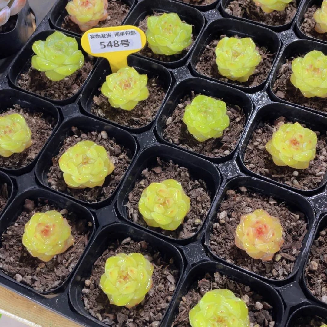 548号 全冰透钻石珍妮一个