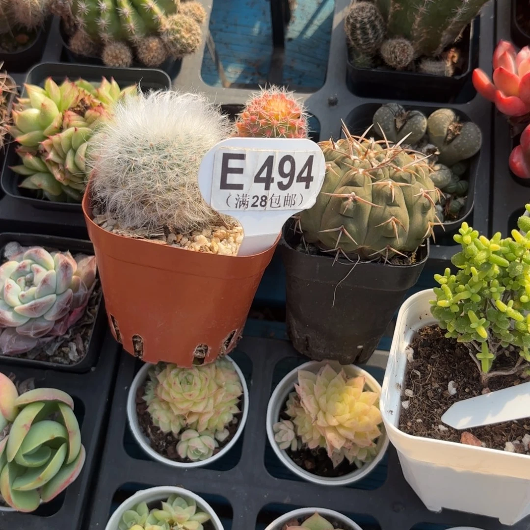 E494两颗一物语拍