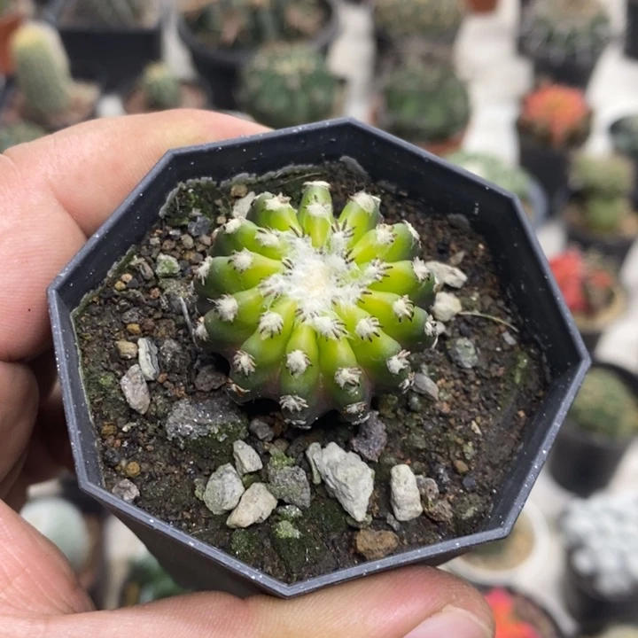 实生猫爪奇特球特价福利2