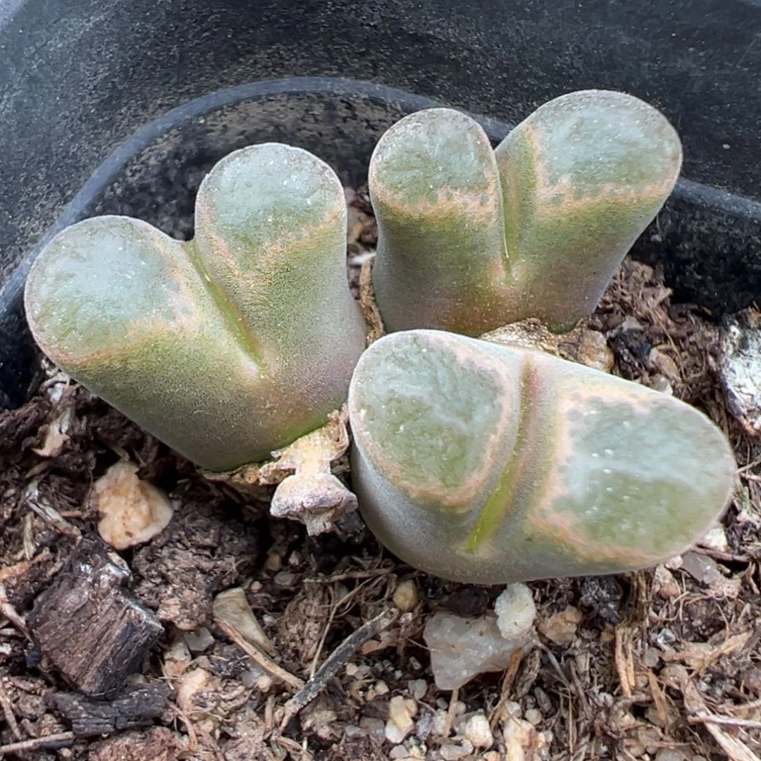 9.20好看的多肉脱土发货965