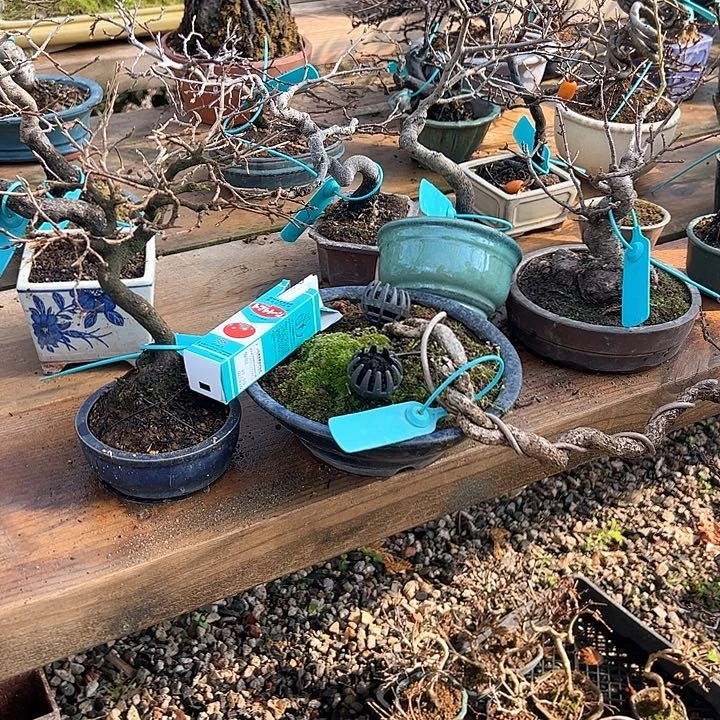 红陶顺丰到付。