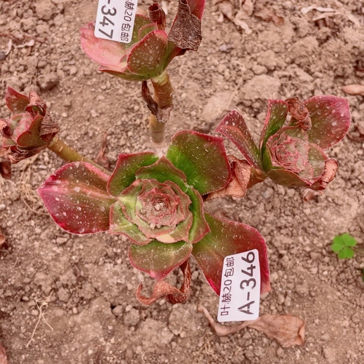 用***2347魅影七彩多肉123455789