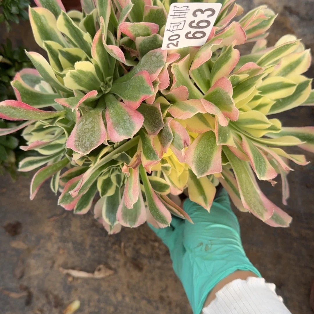 雨花石663满20包邮断枝不包