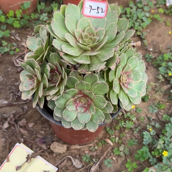 9-52多肉植物不包售后