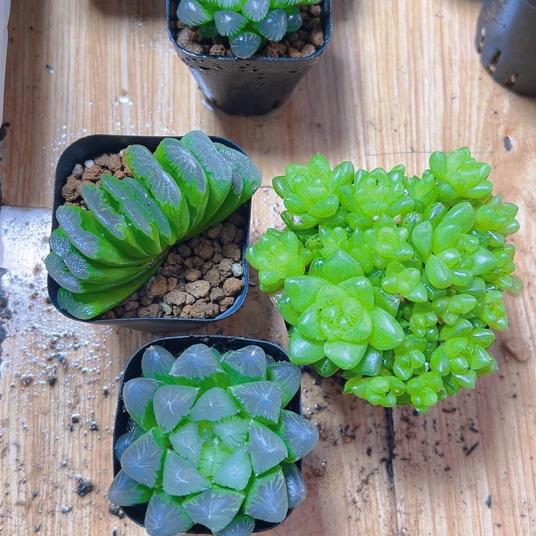 玉扇多肉+草水晶群+帝王玉露