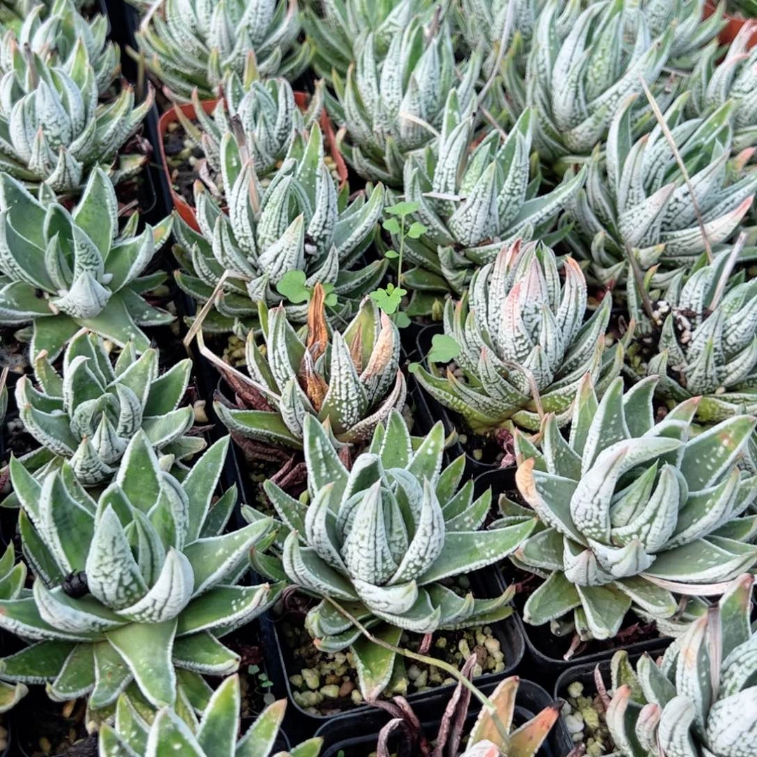 皇帝多肉植物一颗多肉植物