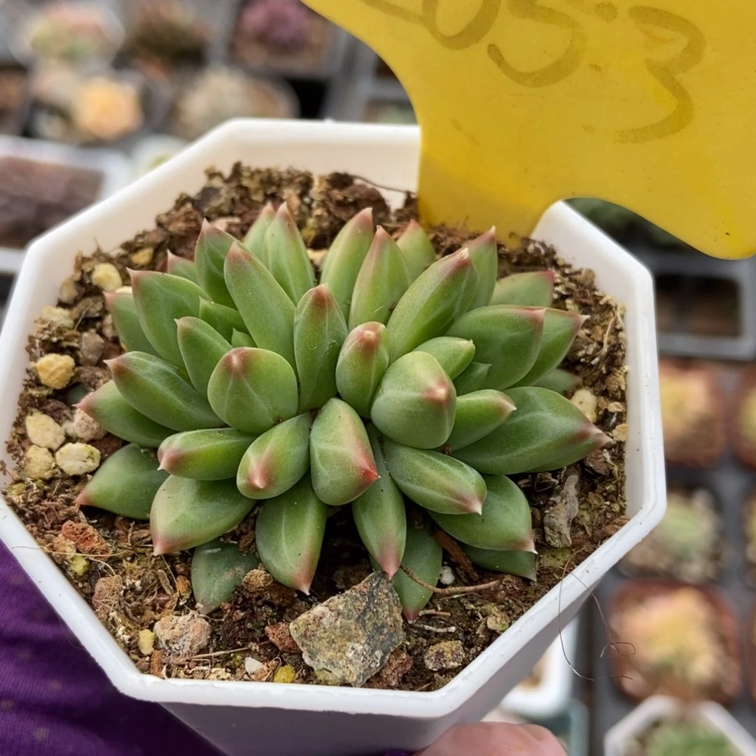 2053甲骨文多肉植物保护