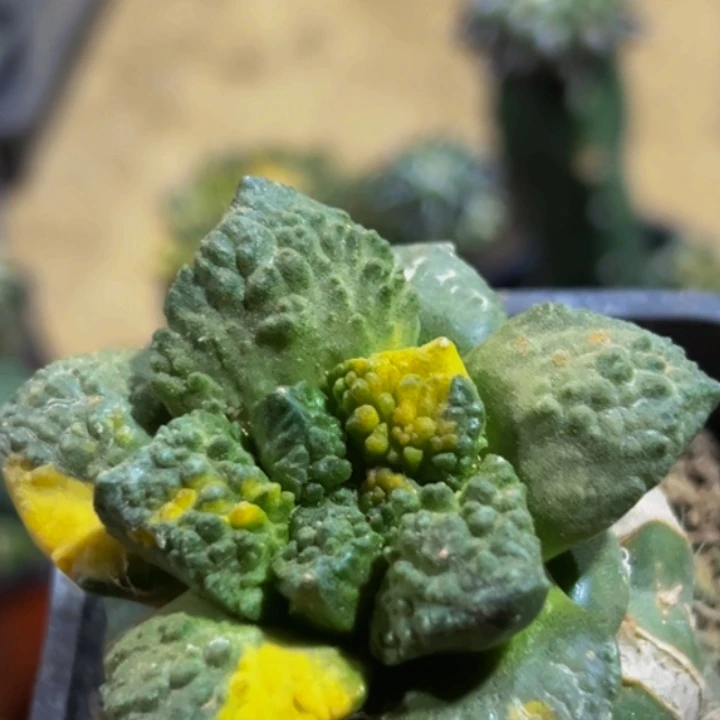 无花朵福利散班花锦哥斯拉牡丹648
