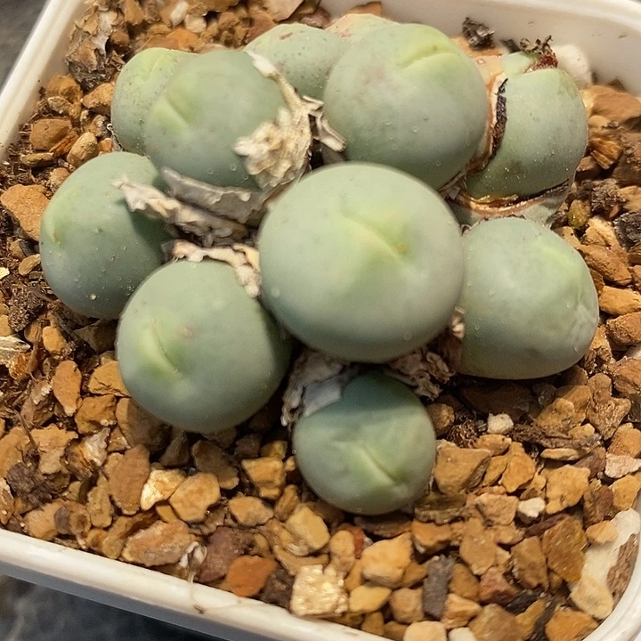 423v嘴母本一群。