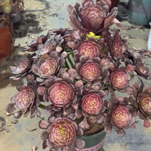 萝莉多肉植物041