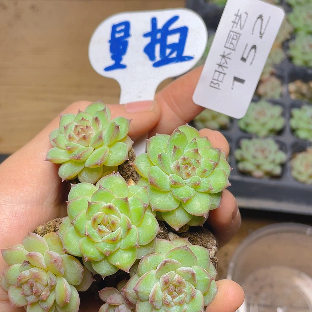 量拍多肉植物多肉植物152